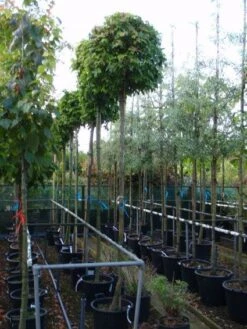 Amberboom (Liquidambar 'Gum Ball') 29 Amberboom (Liquidambar 'Gum Ball') -PlantenPracht Winkel 20101217121247 10 1