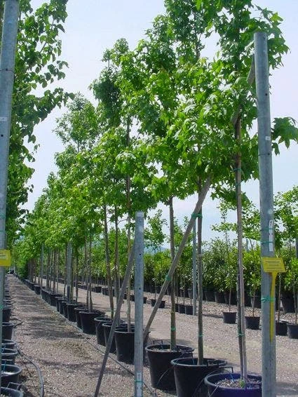 Amberboom (Liquidambar Styraciflua) 8 Amberboom (Liquidambar Styraciflua) - Afbeelding 6