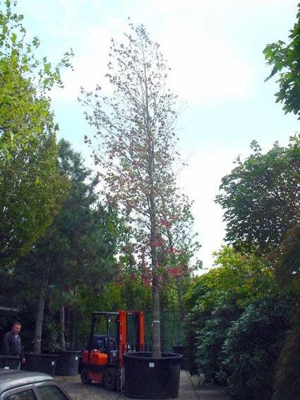 Amberboom (Liquidambar Styraciflua) 6 Amberboom (Liquidambar Styraciflua) - Afbeelding 4