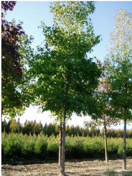 Amberboom (Liquidambar Styraciflua) 4 Amberboom (Liquidambar Styraciflua) - Afbeelding 2