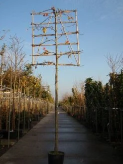 Amberboom Als Leiboom (Liquidambar Styraciflua) -PlantenPracht Winkel 20101217124709 7 1