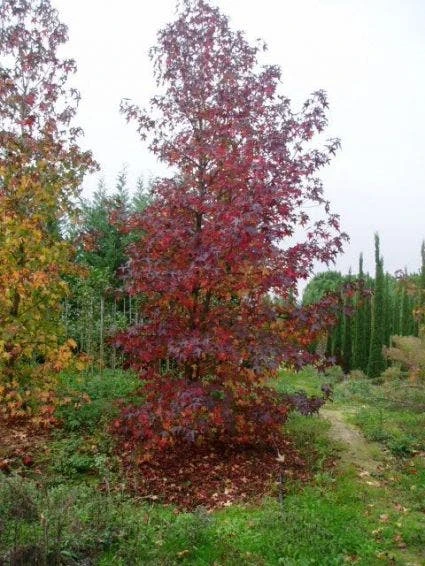 Amberboom Als Struik (Liquidambar Styraciflua) 9 Amberboom Als Struik (Liquidambar Styraciflua) - Afbeelding 7