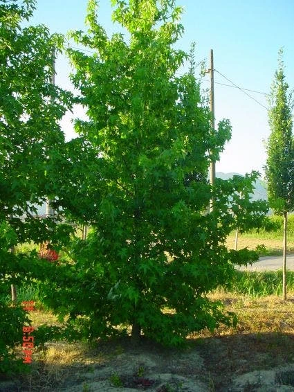 Amberboom Als Struik (Liquidambar Styraciflua) 8 Amberboom Als Struik (Liquidambar Styraciflua) - Afbeelding 6