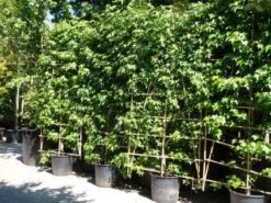 Amberboom Als Leivorm (Liquidambar Styraciflua 'Worplesdon') -PlantenPracht Winkel 20101217130845 2 1