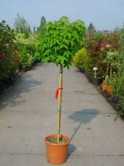 Amberboom Op Stam (Liquidambar 'Gum Ball') -PlantenPracht Winkel 20101217134440 2 1