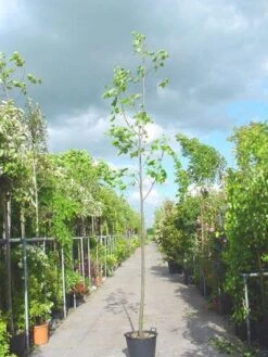 Tulpenboom (Liriodendron Tulipifera) -PlantenPracht Winkel 20101217143638 14