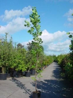 Tulpenboom (Liriodendron Tulipfera 'Fastigiata') -PlantenPracht Winkel 20101217144143 6