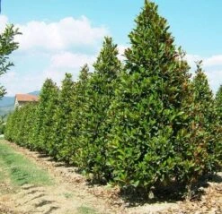 Magnolia (Magnolia Grandiflora 'Gallissoniere') -PlantenPracht Winkel 20101217150008 85 17