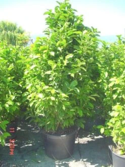 Beverboom (Magnolia Liliiflora 'Nigra') -PlantenPracht Winkel 20101217150734 13 3