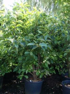 Beverboom (Magnolia Soulangeana) 17 Beverboom (Magnolia Soulangeana) -PlantenPracht Winkel 20101217150923 10 1