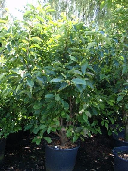 Beverboom (Magnolia Soulangeana) 9 Beverboom (Magnolia Soulangeana) - Afbeelding 7