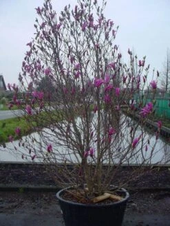 Beverboom, Struik (Magnolia Susan) -PlantenPracht Winkel 20101217151122 10 3