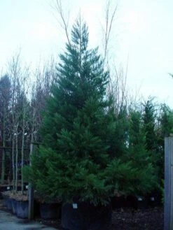 Mammoetboom (Sequoiadendron Giganteum) -PlantenPracht Winkel 20101217160956 8 1