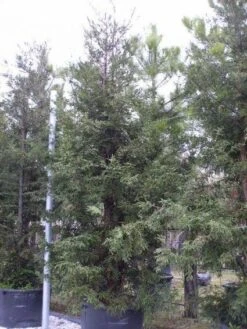 Kustmammoetboom (Sequoia Sempervirens) -PlantenPracht Winkel 20101217161907 8 1