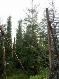 Kustmammoetboom (Sequoia Sempervirens) -PlantenPracht Winkel 20101217161916 8