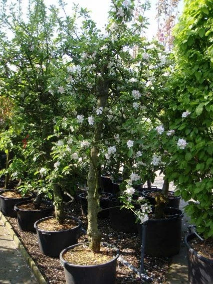 Appelboom (Malus Domestica ) 4 Appelboom (Malus Domestica ) - Afbeelding 2