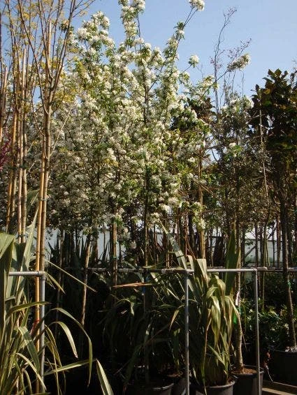 Sierappel (Malus 'John Downie') 4 Sierappel (Malus 'John Downie') - Afbeelding 2