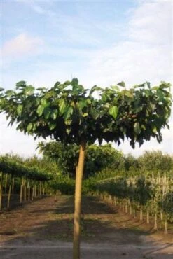 Dakmoerbei (Morus Alba 'Fruitless' )