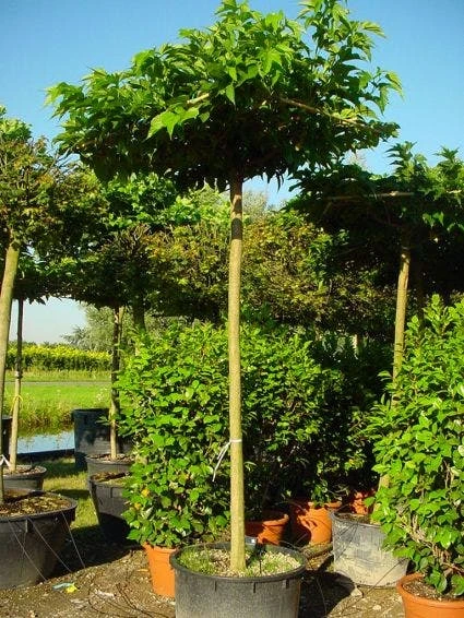 Dakmoerbei (Morus Alba 'Macrophylla') 4 Dakmoerbei (Morus Alba 'Macrophylla') - Afbeelding 2