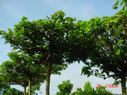 Dakmoerbei (Morus Alba 'Macrophylla') 9 Dakmoerbei (Morus Alba 'Macrophylla') - Afbeelding 7