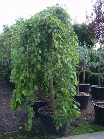 Moerbei Als Treurboom (Morus Alba 'Pendula') 5 Moerbei Als Treurboom (Morus Alba 'Pendula') - Afbeelding 3