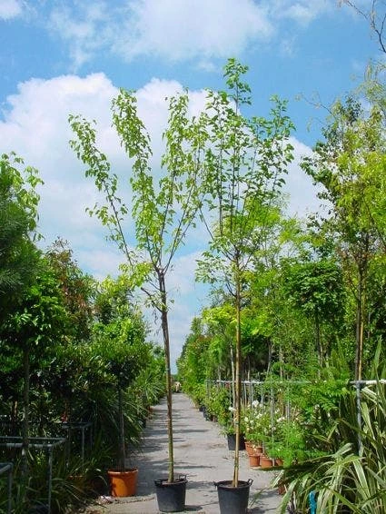 Zwarte Moerbei Als Boom (Morus Nigra) 5 Zwarte Moerbei Als Boom (Morus Nigra) - Afbeelding 3