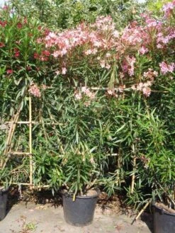 Oleander Als Leivorm (Nerium Oleander) -PlantenPracht Winkel 20101220113705 1 1