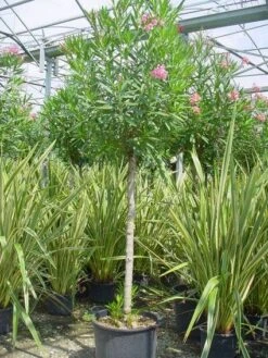 Oleander Als Boom (Nerium Oleander) 15 Oleander Als Boom (Nerium Oleander) -PlantenPracht Winkel 20101220114122 5