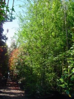 Schijnbeuk (Nothofagus Antarctica) -PlantenPracht Winkel 20101220114349 10