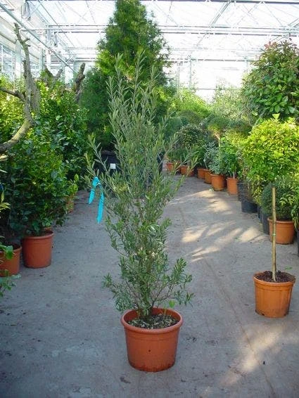 Olijf Als Struik (Olea Europaea) 4 Olijf Als Struik (Olea Europaea) - Afbeelding 2