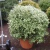 Schijnhulst In Bolvorm (Osmanthus Heterophyllus 'Goshiki') -PlantenPracht Winkel 20101220140510 2