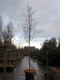 Perzisch IJzerhout Als Boom (Parrotia Persica) -PlantenPracht Winkel 20101220142408 8