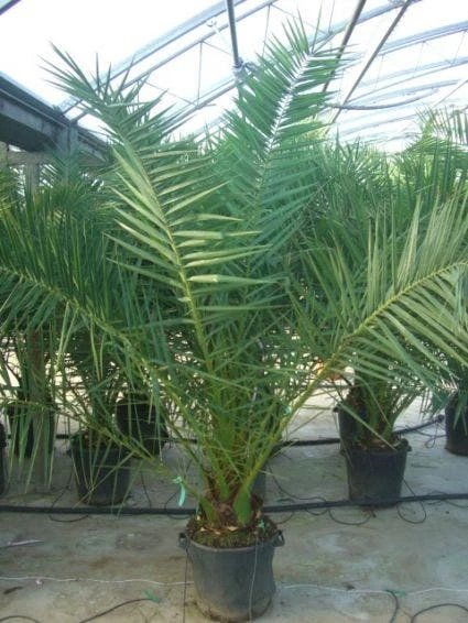 Canarische Dadelpalm (Phoenix Canariensis) 5 Canarische Dadelpalm (Phoenix Canariensis) - Afbeelding 3