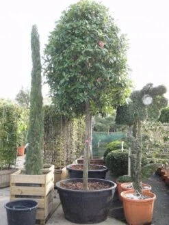Glansmispel Als Boom (Photinia Fraseri 'Red Robin') -PlantenPracht Winkel 20101220152227 9 3