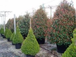 Glansmispel, Pyramide (Photinia Fraseri 'Red Robin' ) 8 Glansmispel, Pyramide (Photinia Fraseri 'Red Robin' ) -PlantenPracht Winkel 20101220152727 9 2