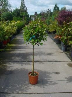 Glansmispel Op Stam (Photinia Fraseri 'Red Robin') -PlantenPracht Winkel 20101220153441 5 2