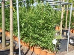 Bamboe (Phyllostachys Aurea) -PlantenPracht Winkel 20101220162232 13