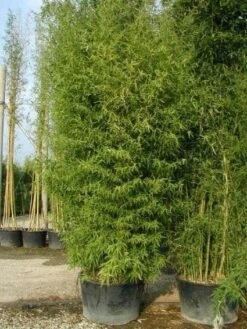 Bamboe (Phyllostachys Aurea) -PlantenPracht Winkel 20101220162254 13