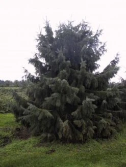 Spar (Picea Breweriana)