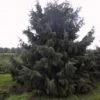 Spar (Picea Breweriana) -PlantenPracht Winkel 20101220171250 4