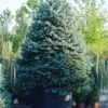 Spar (Picea Pungens 'Hoopsii') 1 Spar (Picea Pungens 'Hoopsii') -PlantenPracht Winkel 20101220172833 13