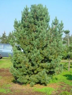 Alpenden (Pinus Cembra) -PlantenPracht Winkel 20101221111011 10