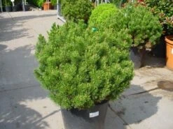 Bergden (Pinus Mugo Mughus) -PlantenPracht Winkel 20101221111117 13