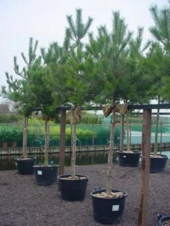 Oostenrijkse Den Als Boom (Pinus Nigra Nigra) -PlantenPracht Winkel 20101221121144 16