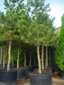 Oostenrijkse Den Als Boom (Pinus Nigra Nigra) -PlantenPracht Winkel 20101221121215 16