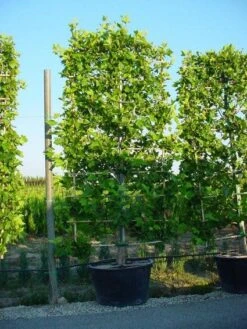 Plataan Als Leivorm (Platanus Hispanica) -PlantenPracht Winkel 20101221145019 2