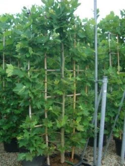 Plataan Als Leivorm (Platanus Hispanica) -PlantenPracht Winkel 20101221145030 2