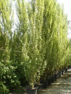 Italiaanse Populier (Populus Nigra 'Italica') -PlantenPracht Winkel 20101221154434 7