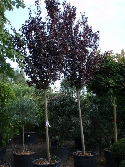 Rode Kerspruim Als Boom (Prunus Cerasifera 'Nigra') 7 Rode Kerspruim Als Boom (Prunus Cerasifera 'Nigra') - Afbeelding 5