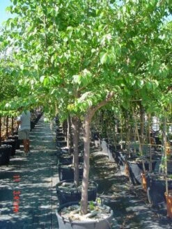 Amandelboom (Prunus Dulcis) 13 Amandelboom (Prunus Dulcis) -PlantenPracht Winkel 20101221155404 3 1